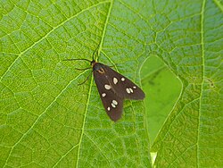Dysauxes punctata