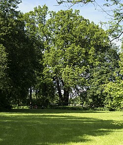 Eiche im Schlosspark Ebelsberg