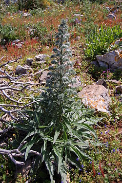 Echium italicum