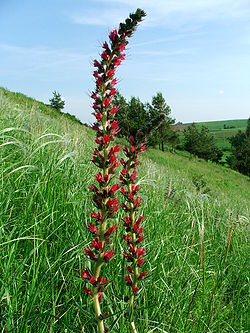 Echium maculatum