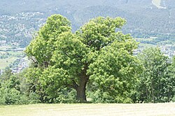 Edelkastanie nordwestlich von Karrösten
