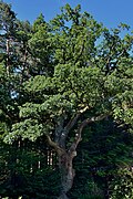 Stiel-Eiche in Krumpendorf „Egger-Eiche“