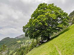 Buche auf der Pflegermahd bei der Eggerhütte
