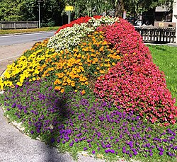 Zirbe in Ebene Reichenau