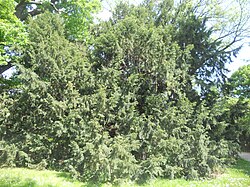 Eibe (Taxus baccata)