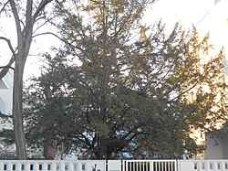 Eibe (Taxus baccata)