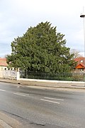 Eibe (Taxus baccata)