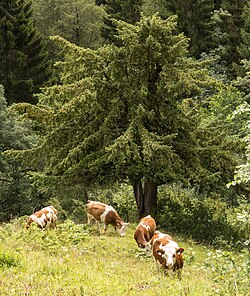 Eibenbäume bei der Ganalm im Vomper Loch
