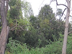 Eibengruppe bestehend aus 9 Bäumen (Taxus baccata)