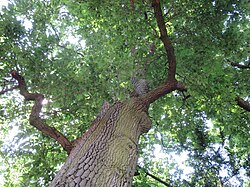 Zerreiche (Quercus cerris)