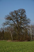Stieleiche (Quercus robur)