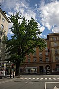 Eiche an der Ecke Meinhardstraße/Brixner Straße