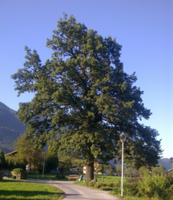 Eiche in Oberlangkampfen