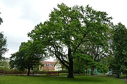 Eiche (Quercus robur)
