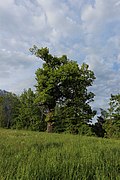 Eiche auf dem Melanser Hügel