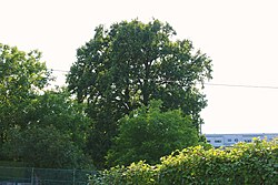 Eiche bei der Glaserstraße in Aigen