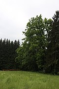Eiche