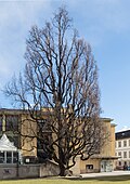 Eiche beim Stadtsaalcafe am Rennweg