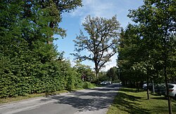 Eichenallee und Eichengruppe in Warmbad Villach