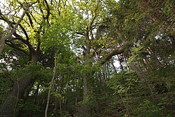 Eichen-Föhrenwald