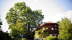 Eichen am Ludwig-Zeller-Weg