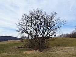 Eichengruppe (Quercus robur)
