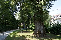Eichengruppe in Velden