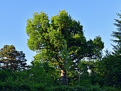 1 Eiche (Annenhof-Eiche)