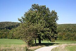 Zerreichen (Quercus cerris), Wildobststrauch (Malus spp.)