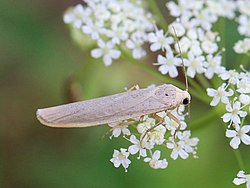 Eilema pseudocomplana