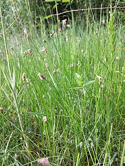 Eleocharis uniglumis, nicht unbedingt die Unterart sterneri