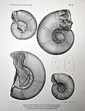 Tafel IX: 1) Desmoceras cassidoides Uhl., 2) Desmoceras cassidoides Uhl., 3) Desfnoceras Uhligi, 4) Desmoceras äff. lechicum Uhl.