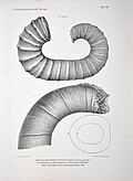 Tafel XII: 1) Pictetia inermis, 2) Ancyloceras sp. indet. aff. Zitteli