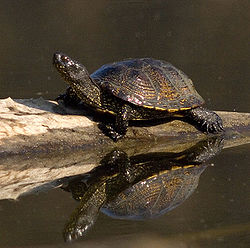 Europäische Sumpfschildkröte