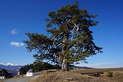 Weiß-Kiefer beim Zöhrer in Langegg, „Engelbaum“