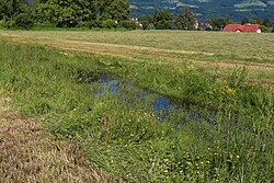 Ephemerer Tümpel beim Krautwächterhaus