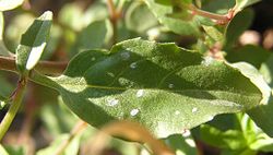 Epilobium lanceolatum