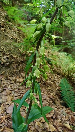 Epipactis greuteri