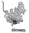 «Eberwurtz». Otto Brunfels 1532