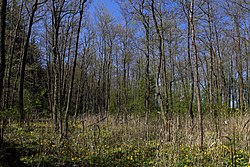 Erlenauwald am Attenreither Bach