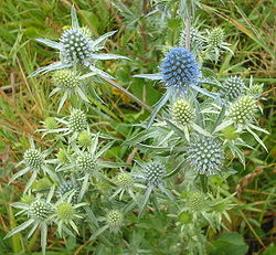 Eryngium planum