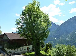 Esche in Schrottendorf