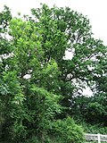 Eschengruppe (und Eiche)
