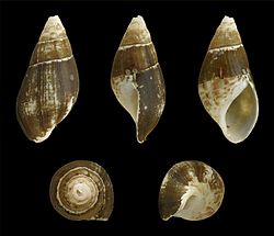 Esperiana esperi