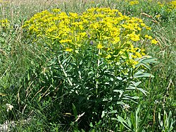 Euphorbia glareosa