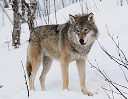 Canis lupus