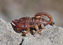 Euscorpius tergestinus