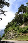 Föhrengruppe über der Igler Straße