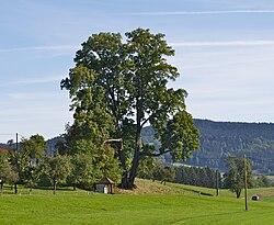 Fürstlinde am Weißenhof