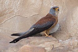 Falco naumanni